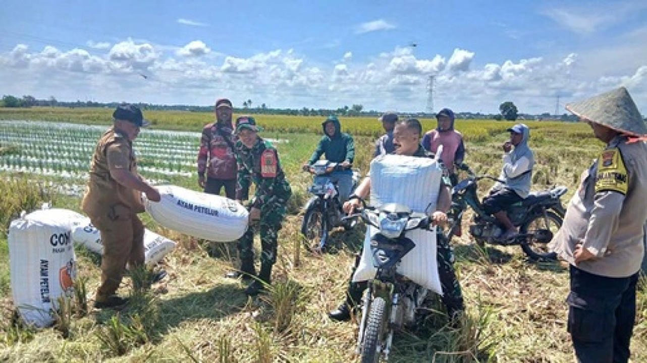 Panen Raya Warnai Semangat Ketahanan Pangan