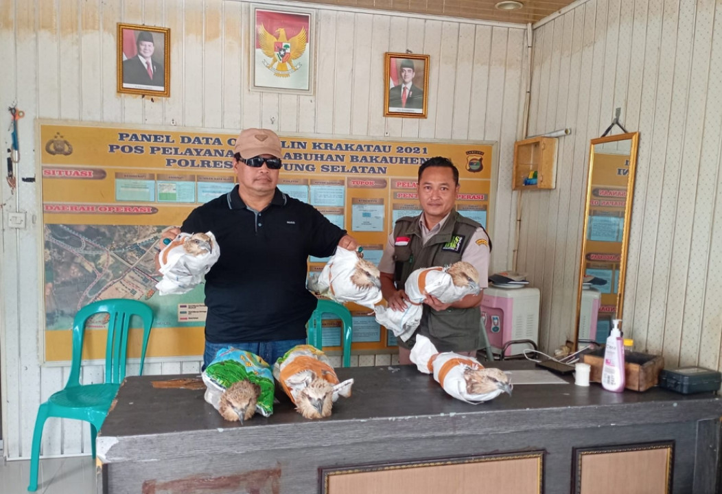 Balai Karantina Lampung Cabang Bakauheni Amankan 6 Burung ElangTanpa Dokumen
